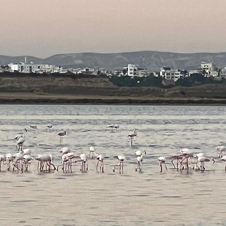 Salt Lake Larnaca Bagian luar foto